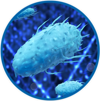 Legionella je rod patogenních gramnegativních bakterií. Do tohoto rodu patří i druhy způsobující legionelózu čili „nemoc legionářů“, zejména druh L. pneumophila.